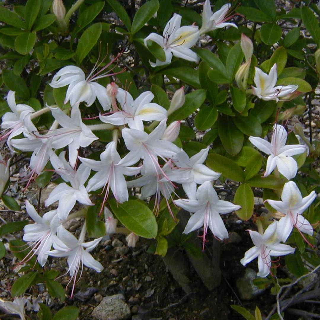 White Weston's Innocence azalea flowers with brushes of pale yellow